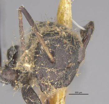 Media type: image;   Entomology 21541 Aspect: head frontal view
